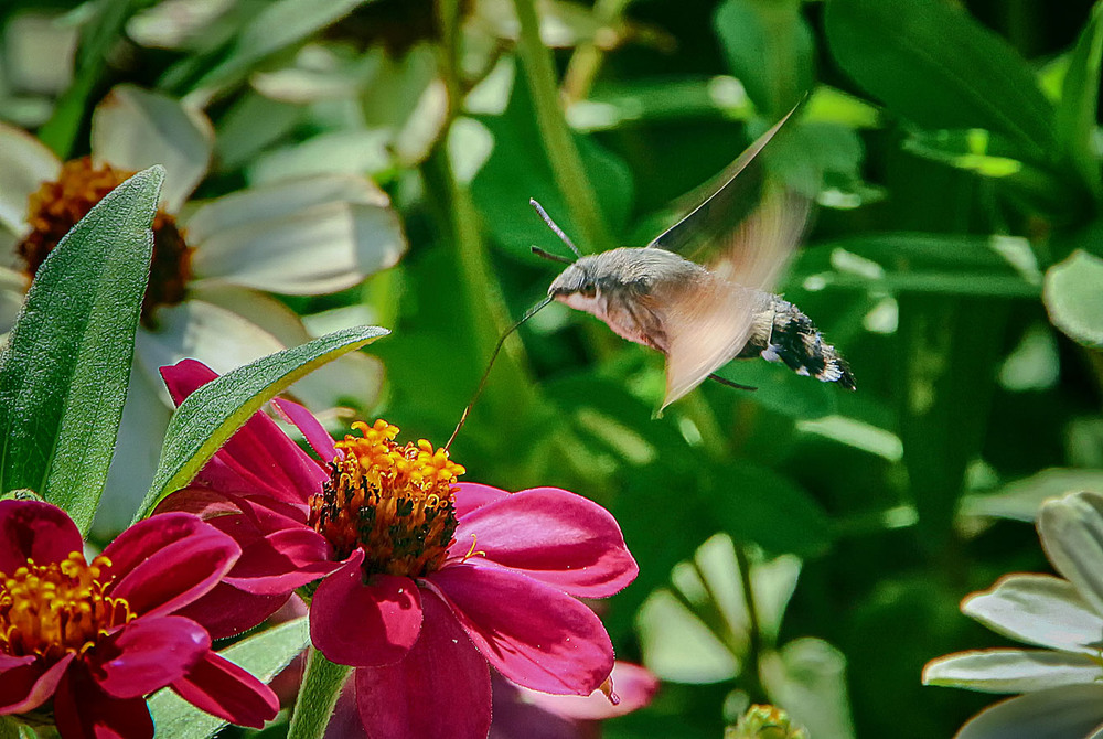 Фотографія Бражник / Andronik Aleksander / photographers.ua