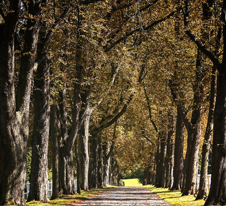 Фотографія ***** / Andronik Aleksander / photographers.ua