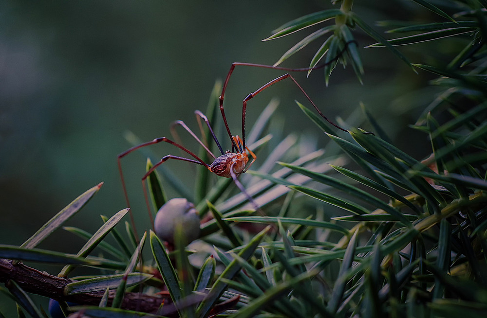 Фотографія Сенокосец / Andronik Aleksander / photographers.ua