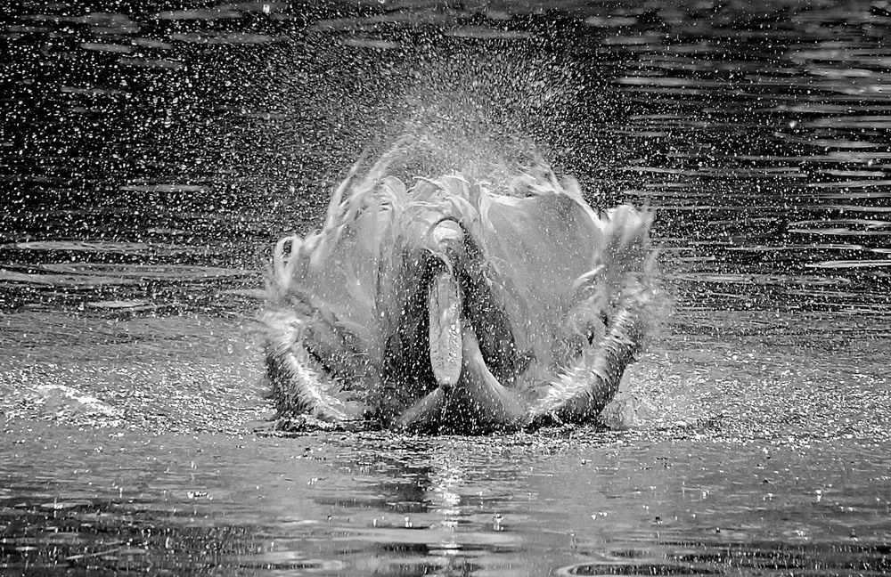 Фотографія Носатый айсберг / Andronik Aleksander / photographers.ua