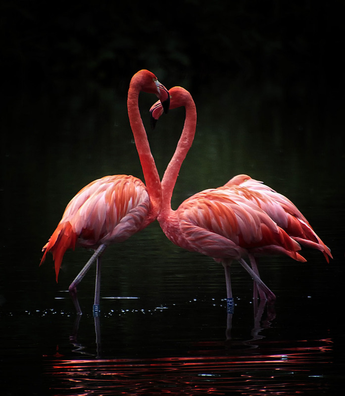 Фотографія Страстное сердце фламинго / Andronik Aleksander / photographers.ua