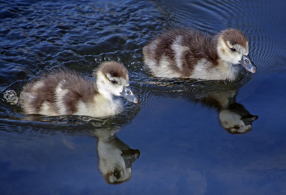 Фотографія Нильские гусята / Andronik Aleksander / photographers.ua