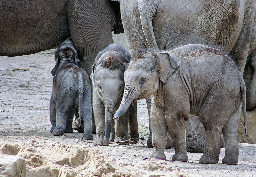 Фотографія Малыши / Andronik Aleksander / photographers.ua