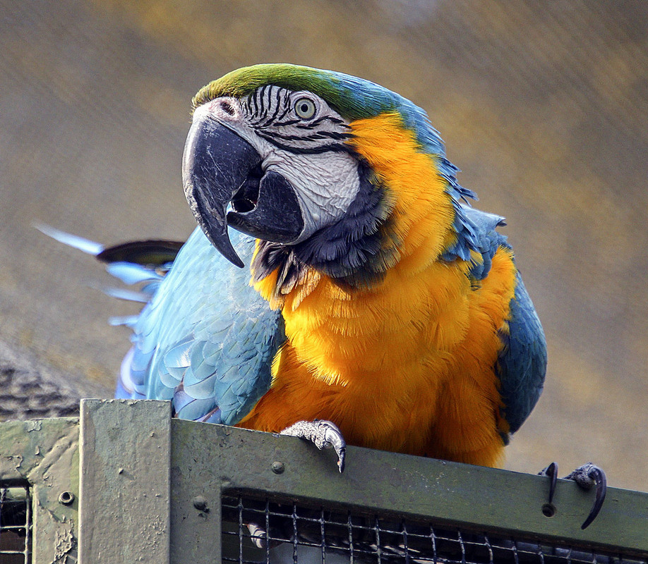 Фотографія Ара / Andronik Aleksander / photographers.ua