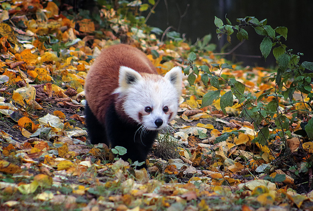 Фотографія Малая панда / Andronik Aleksander / photographers.ua