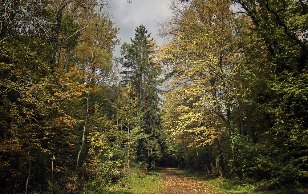 Фотографія В лесопарке / Andronik Aleksander / photographers.ua