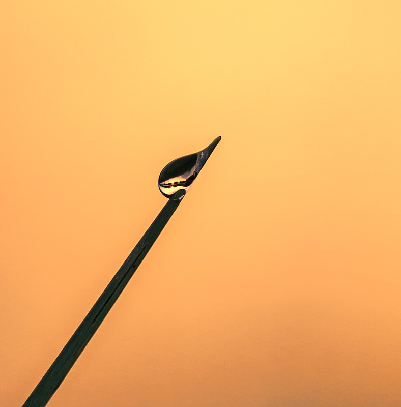 Фотографія Солнце в капле на конце иглы / Andronik Aleksander / photographers.ua