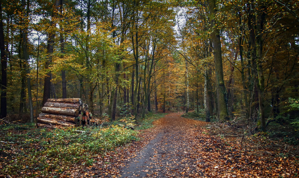 Фотографія Дровишки / Andronik Aleksander / photographers.ua