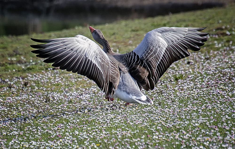 Фотографія Как тебе мои перышки / Andronik Aleksander / photographers.ua
