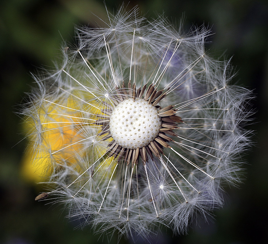 Фотографія Одуванчик и одуванчик / Andronik Aleksander / photographers.ua