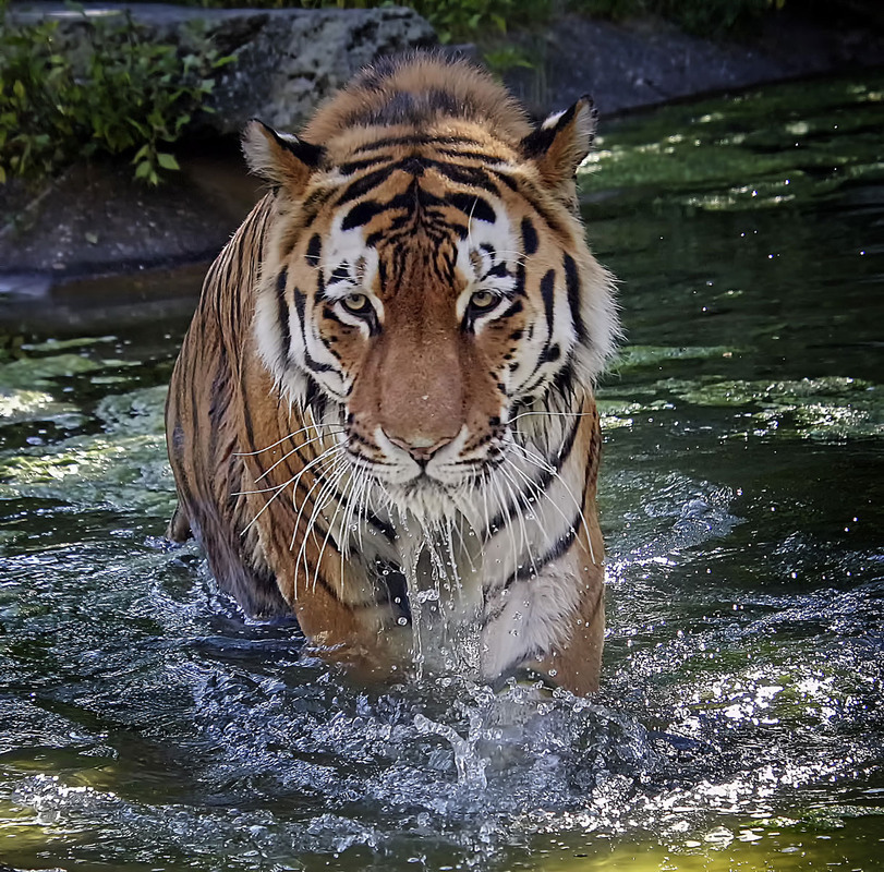 Фотографія ***** / Andronik Aleksander / photographers.ua