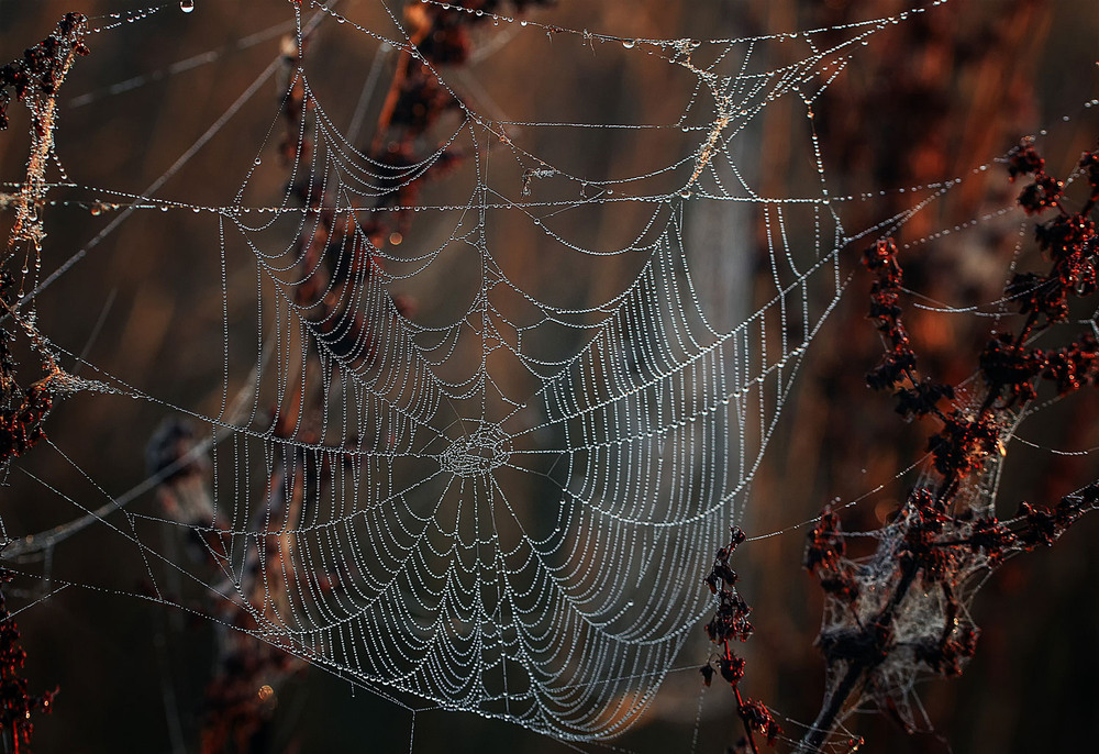 Фотографія ***** / Andronik Aleksander / photographers.ua