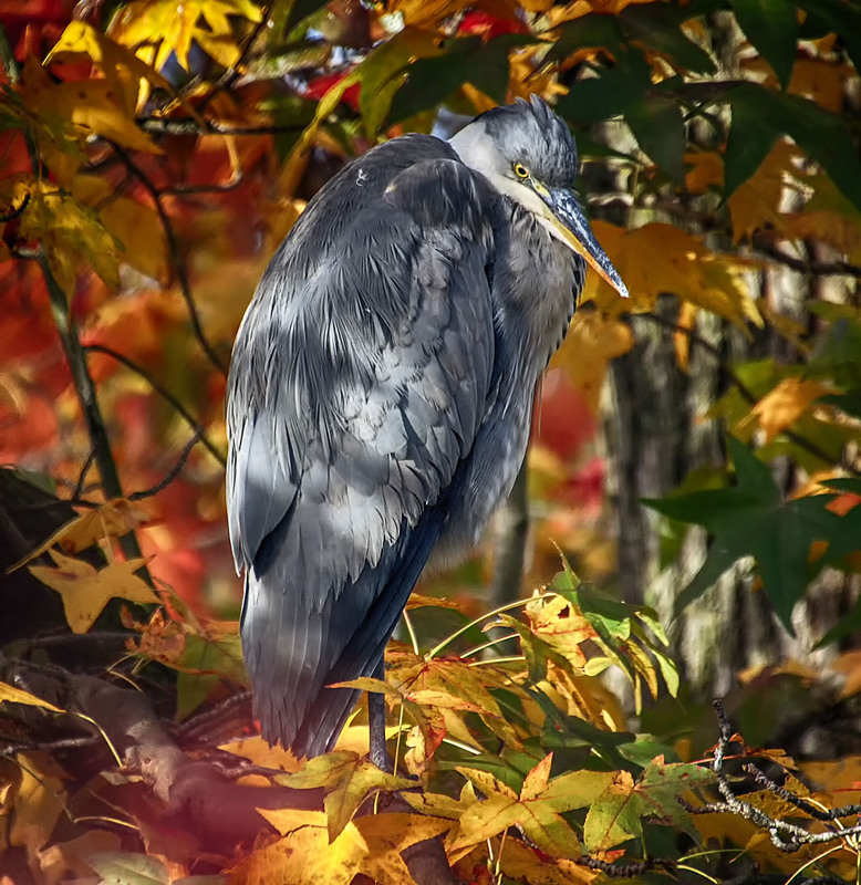 Фотографія Осенний прикид / Andronik Aleksander / photographers.ua