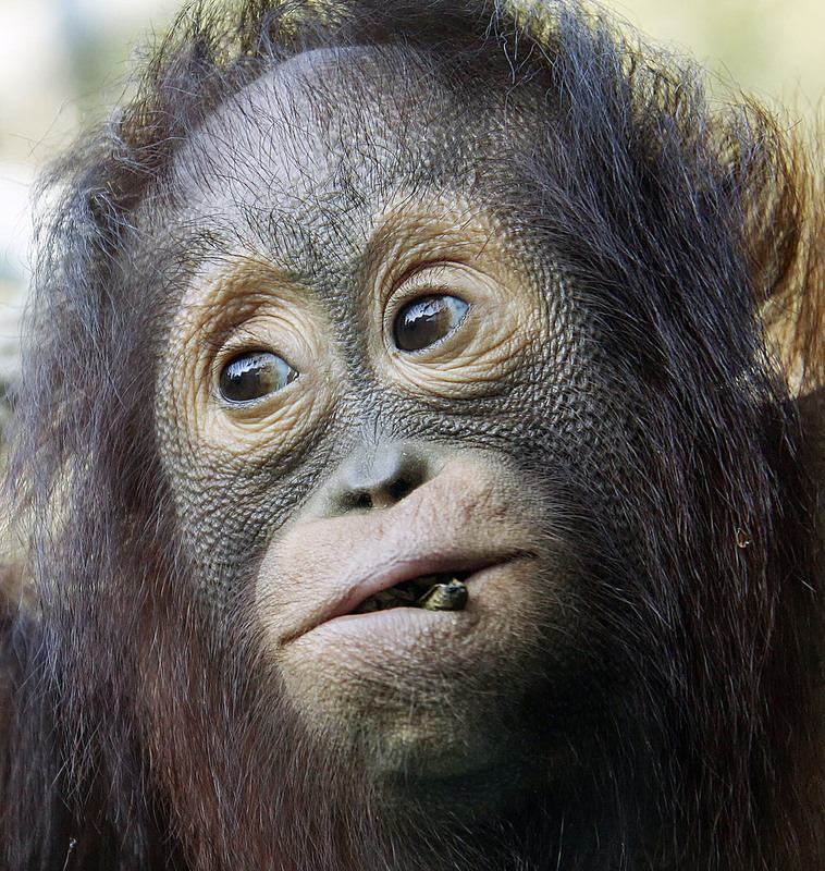 Фотографія ***** / Andronik Aleksander / photographers.ua