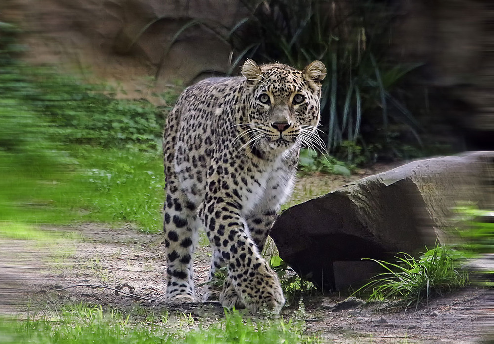 Фотографія **** / Andronik Aleksander / photographers.ua