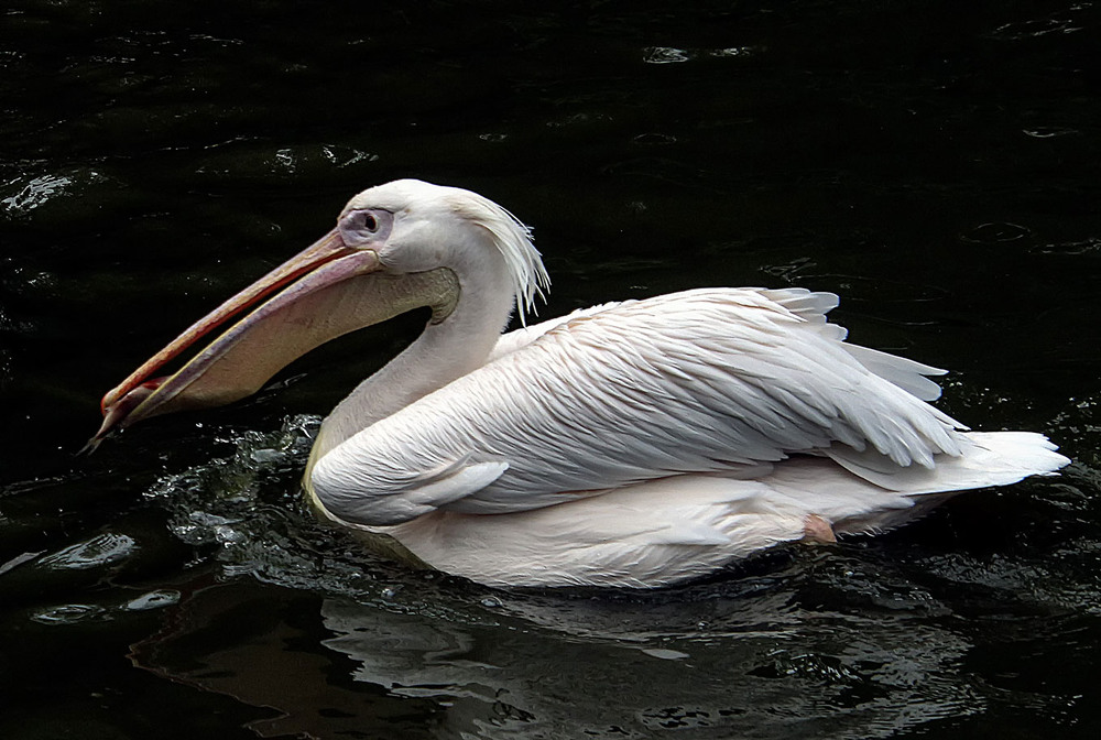 Фотографія ***** / Andronik Aleksander / photographers.ua