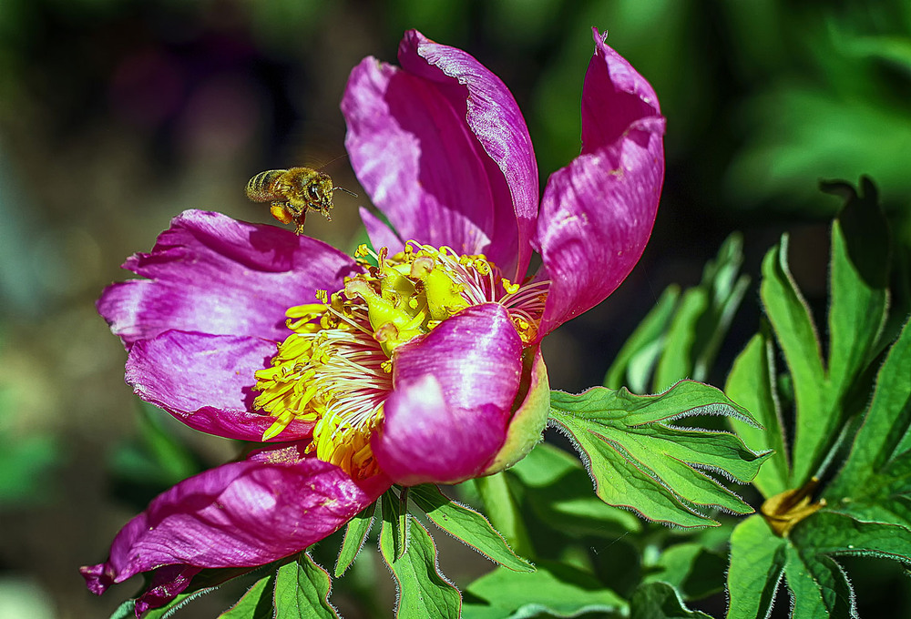 Фотографія **** / Andronik Aleksander / photographers.ua