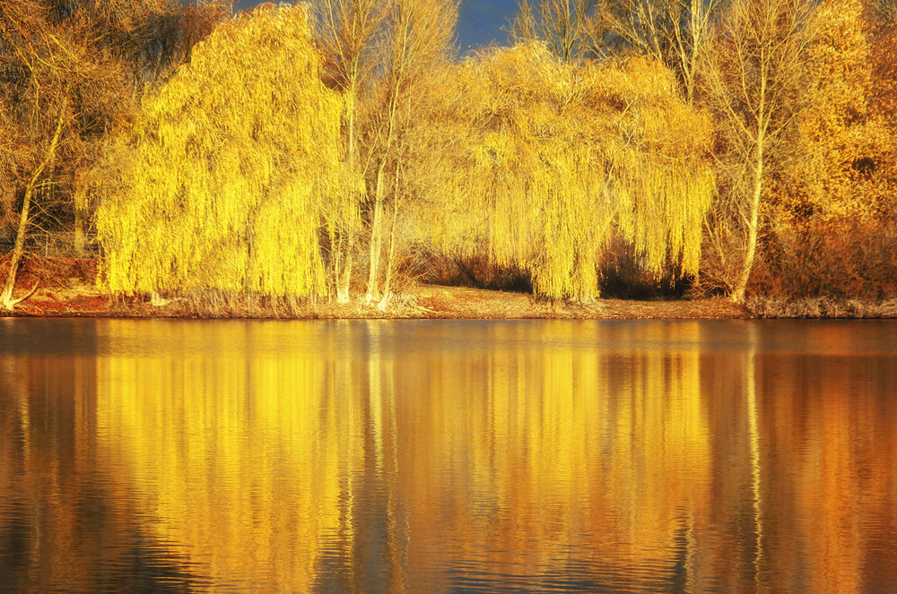 Фотографія Ивы в золото одеты / Andronik Aleksander / photographers.ua