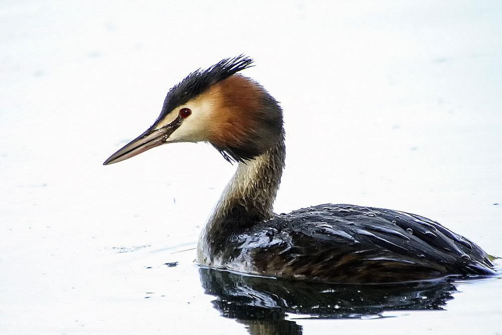 Фотографія Большая поганка / Andronik Aleksander / photographers.ua