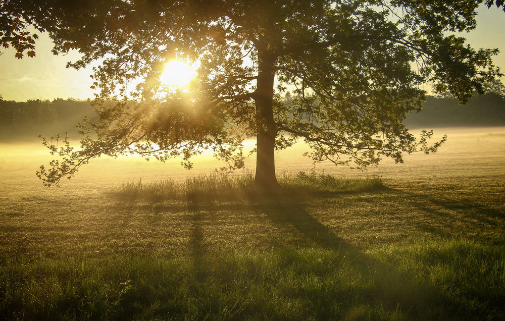 Фотографія **** / Andronik Aleksander / photographers.ua