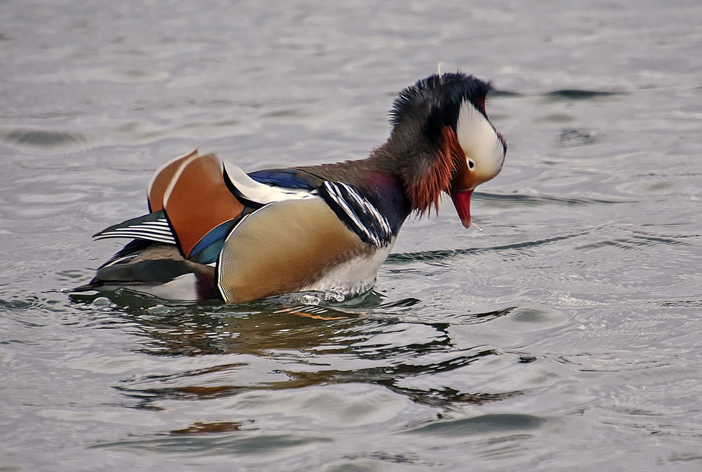Фотографія Мандаринка / Andronik Aleksander / photographers.ua