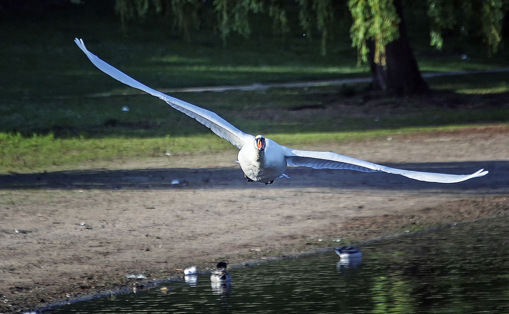 Фотографія Размах / Andronik Aleksander / photographers.ua