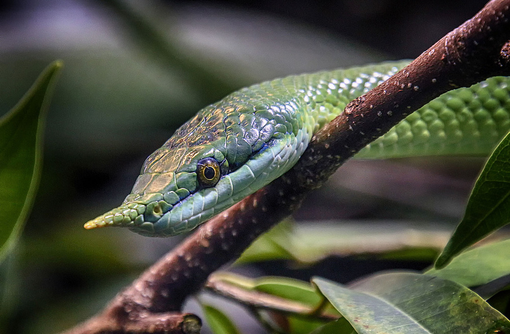 Фотографія Носатый полоз (ринхофис) Буланже / Andronik Aleksander / photographers.ua