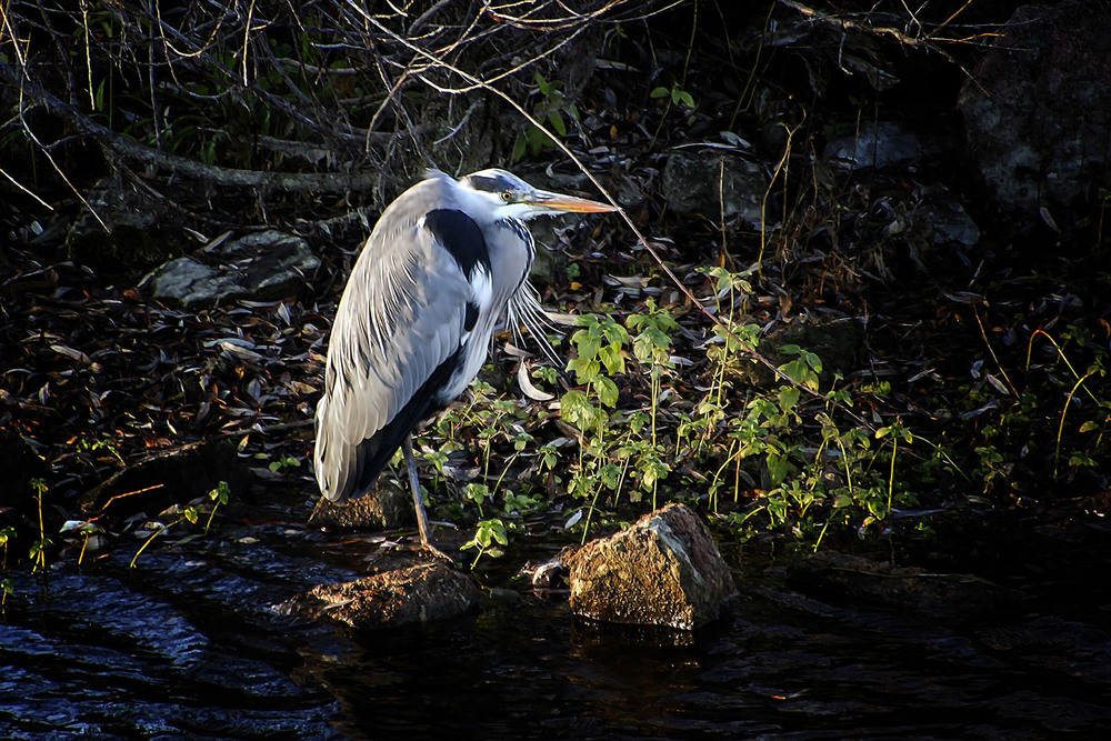 Фотографія Одинокая / Andronik Aleksander / photographers.ua