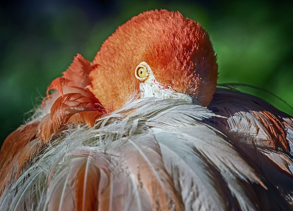 Фотографія "Осьминожек" / Andronik Aleksander / photographers.ua