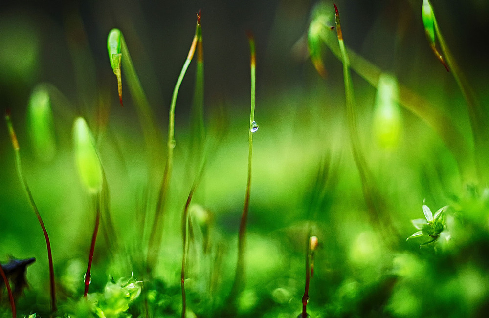 Фотографія Капля / Andronik Aleksander / photographers.ua