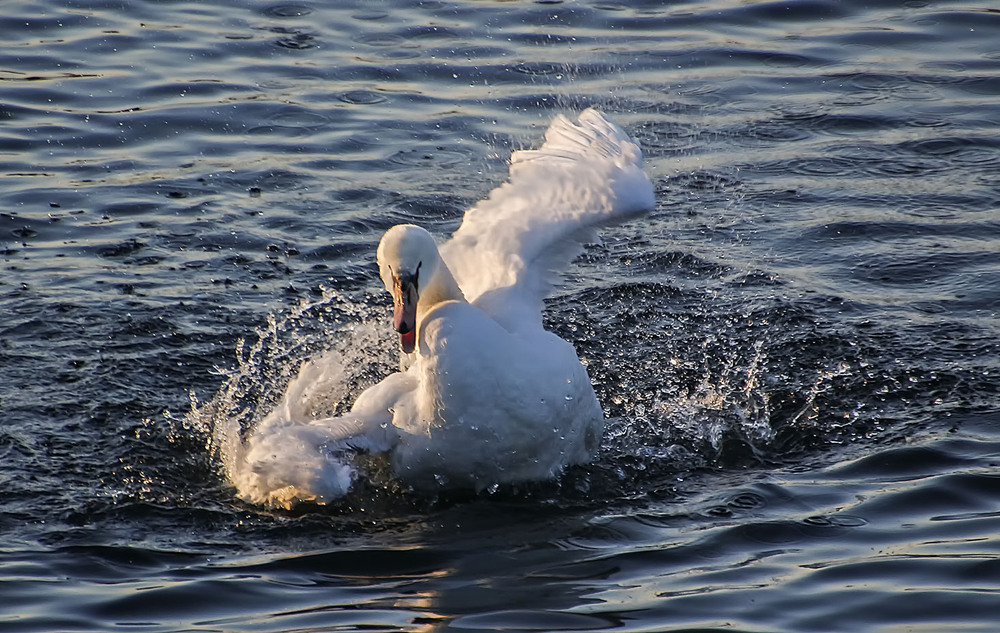 Фотографія Рождественское омовение / Andronik Aleksander / photographers.ua