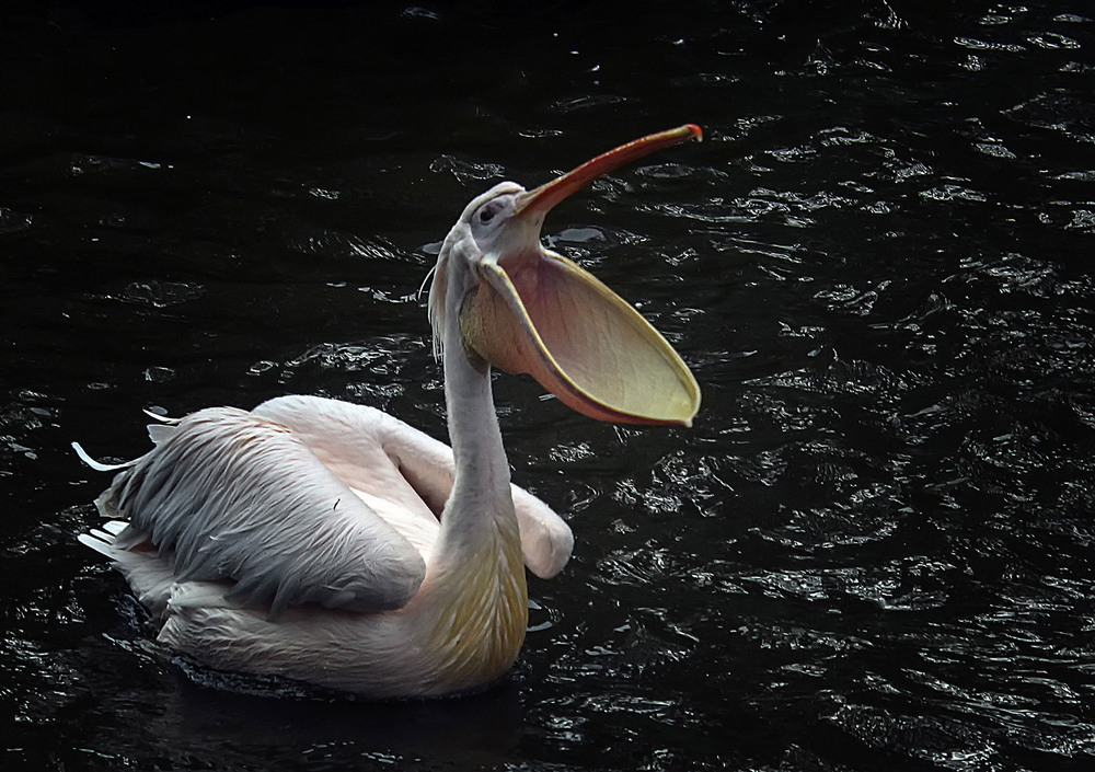 Фотографія РЫБЫ ХОЧУ / Andronik Aleksander / photographers.ua