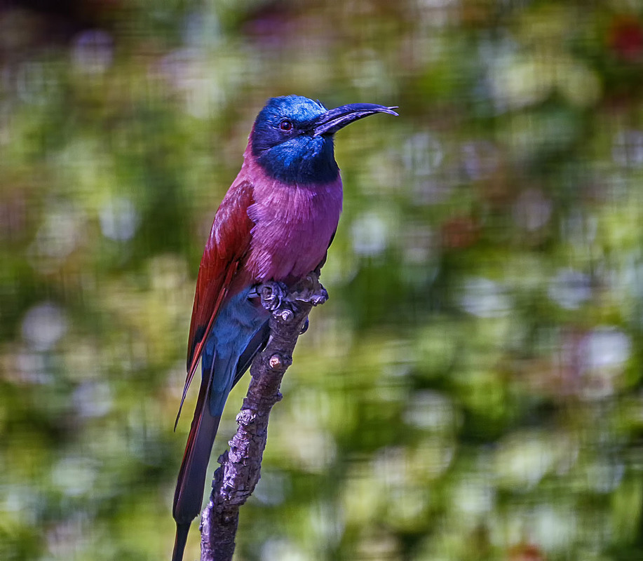 Фотографія Щурка / Andronik Aleksander / photographers.ua