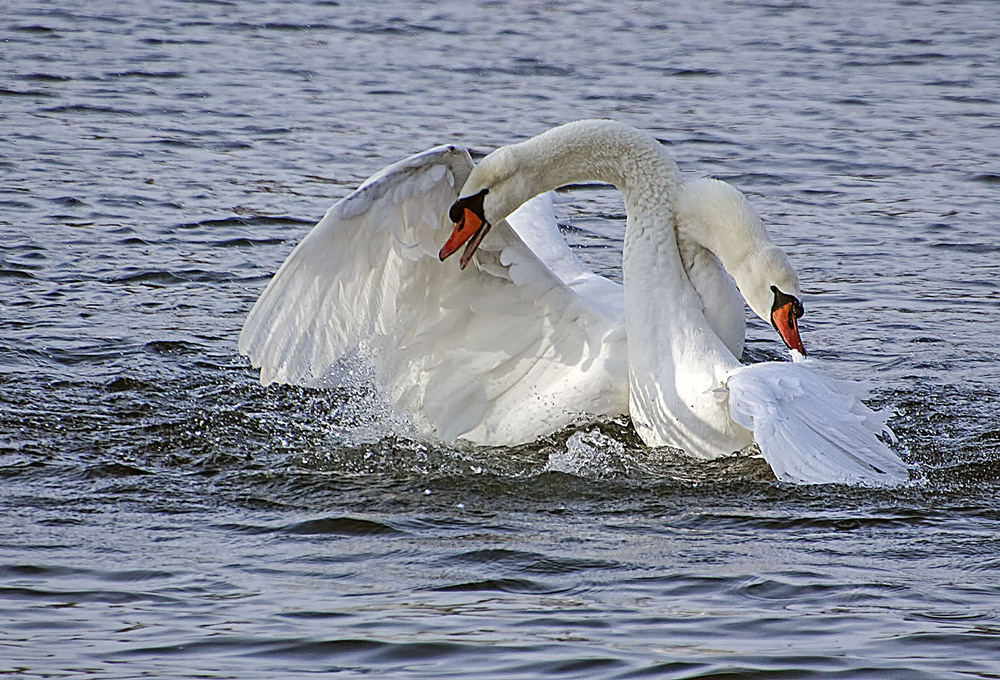 Фотографія Слились воедино / Andronik Aleksander / photographers.ua