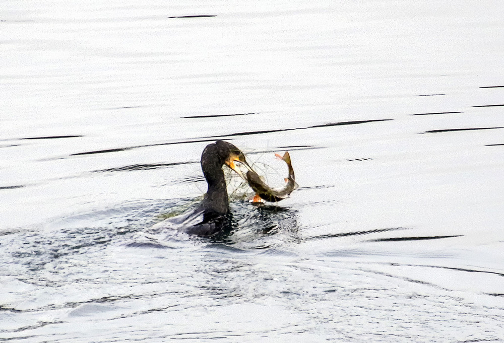 Фотографія Удачная рыбалка / Andronik Aleksander / photographers.ua