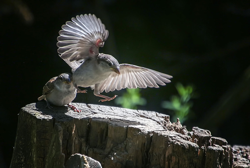 Фотографія ***** / Andronik Aleksander / photographers.ua