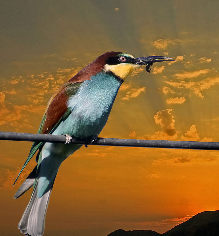 Фотографія Вечерня трапеза / Andronik Aleksander / photographers.ua