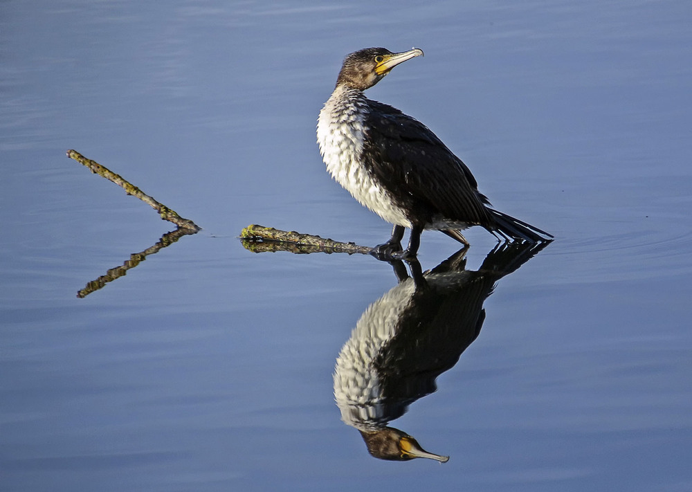 Фотографія Два баклана / Andronik Aleksander / photographers.ua