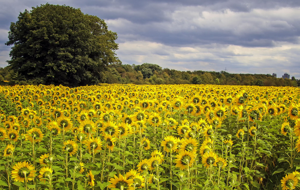 Фотографія Подсолнухи / Andronik Aleksander / photographers.ua