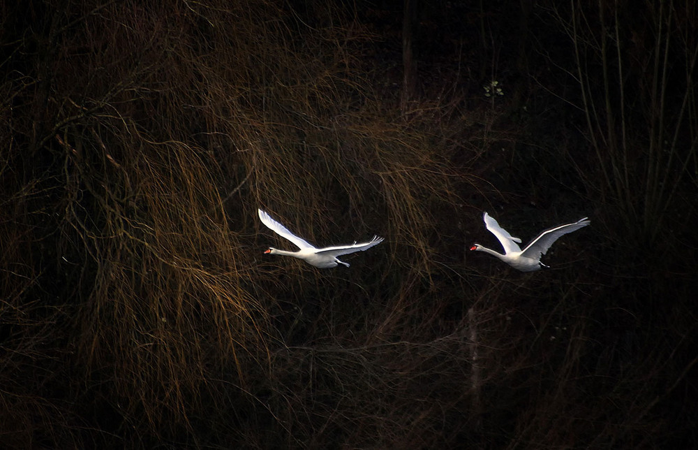 Фотографія Ой летiли дикi гуси. / Andronik Aleksander / photographers.ua