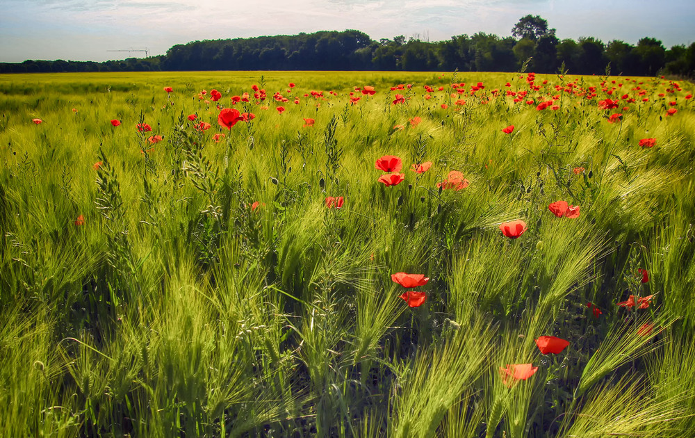 Фотографія ***** / Andronik Aleksander / photographers.ua