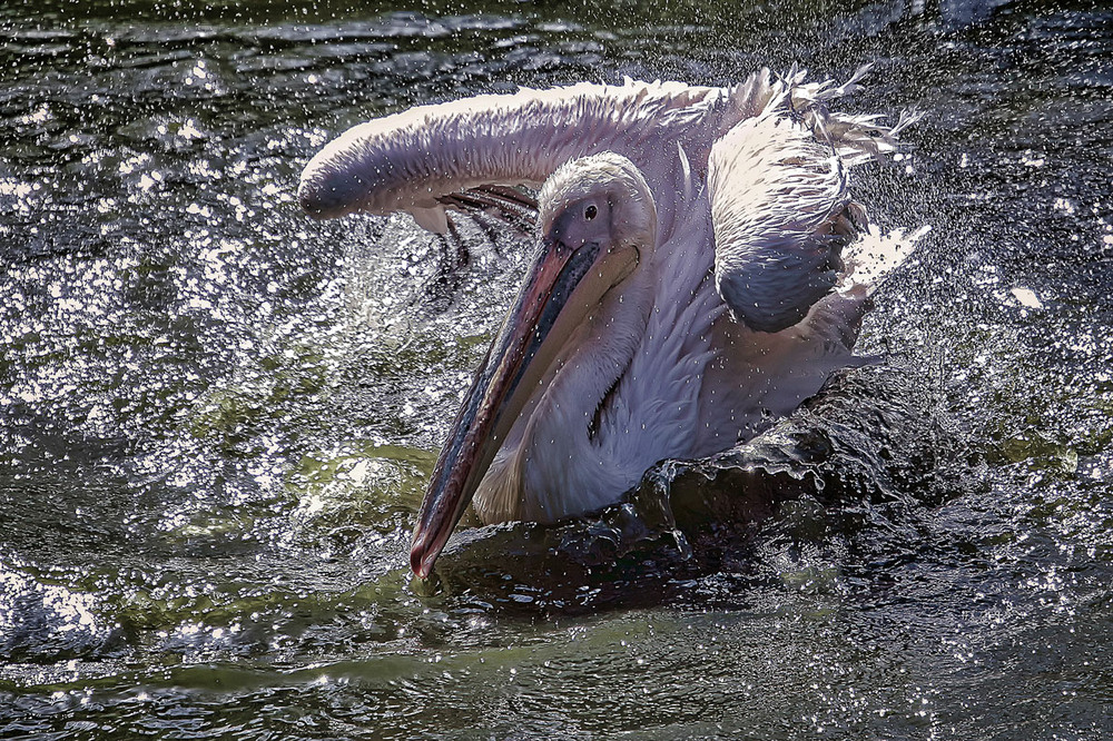 Фотографія Фурия / Andronik Aleksander / photographers.ua