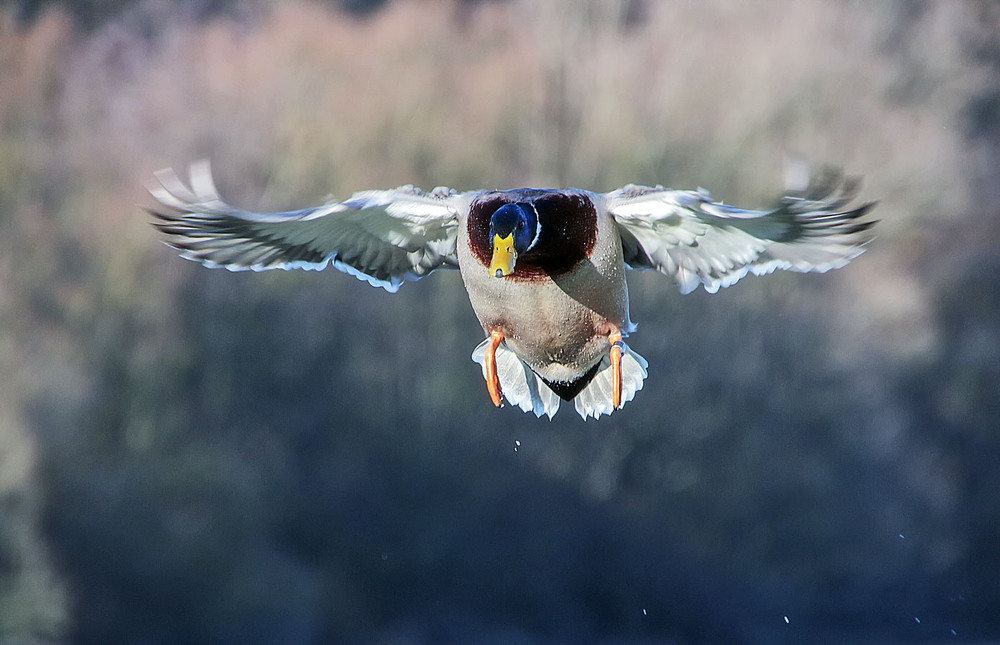 Фотографія ***** / Andronik Aleksander / photographers.ua