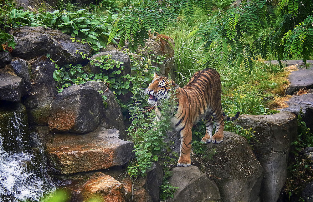 Фотографія ***** / Andronik Aleksander / photographers.ua
