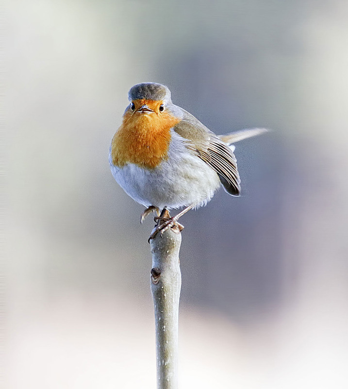 Фотографія **** / Andronik Aleksander / photographers.ua