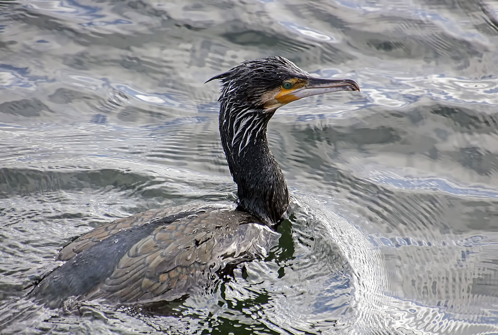 Фотографія Баклан / Andronik Aleksander / photographers.ua