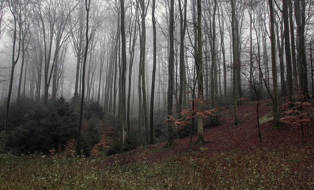 Фотографія **** / Andronik Aleksander / photographers.ua