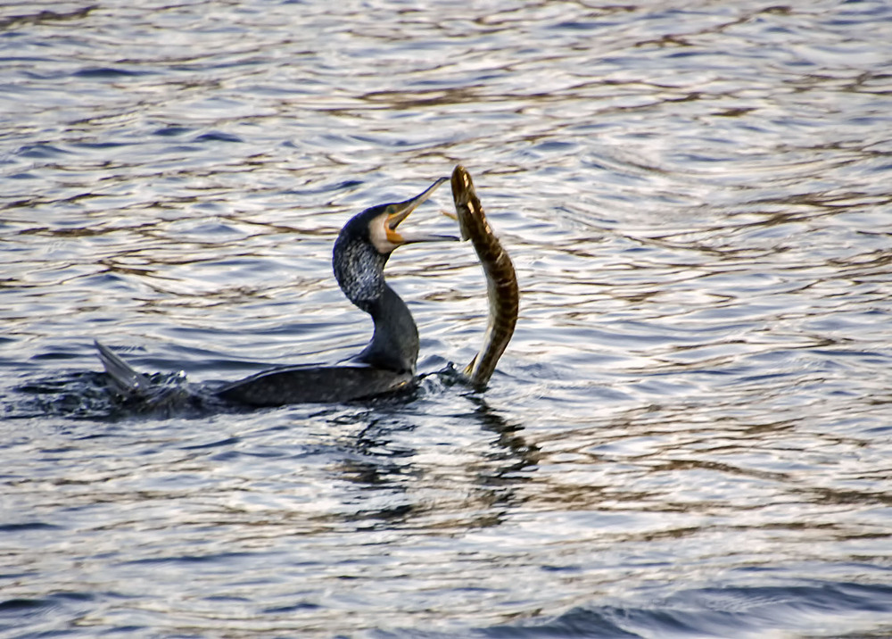Фотографія Мы сегодня рыбку поймали / Andronik Aleksander / photographers.ua