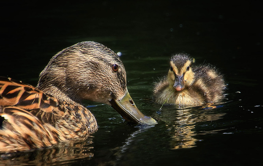 Фотографія Мать и дитя / Andronik Aleksander / photographers.ua