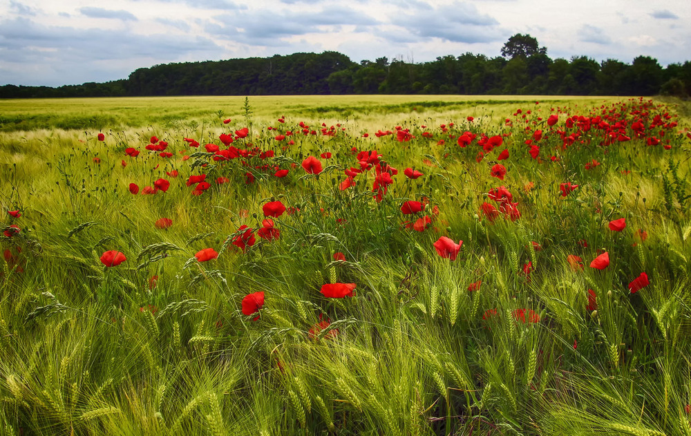 Фотографія Маки / Andronik Aleksander / photographers.ua
